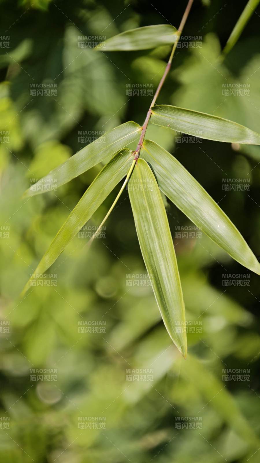 竹葉輕垂綠意濃