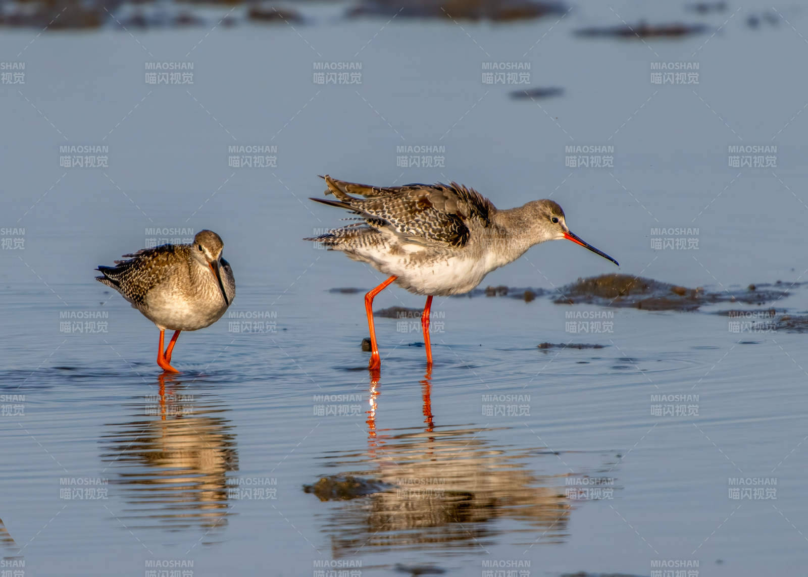 红脚鹬水边觅食