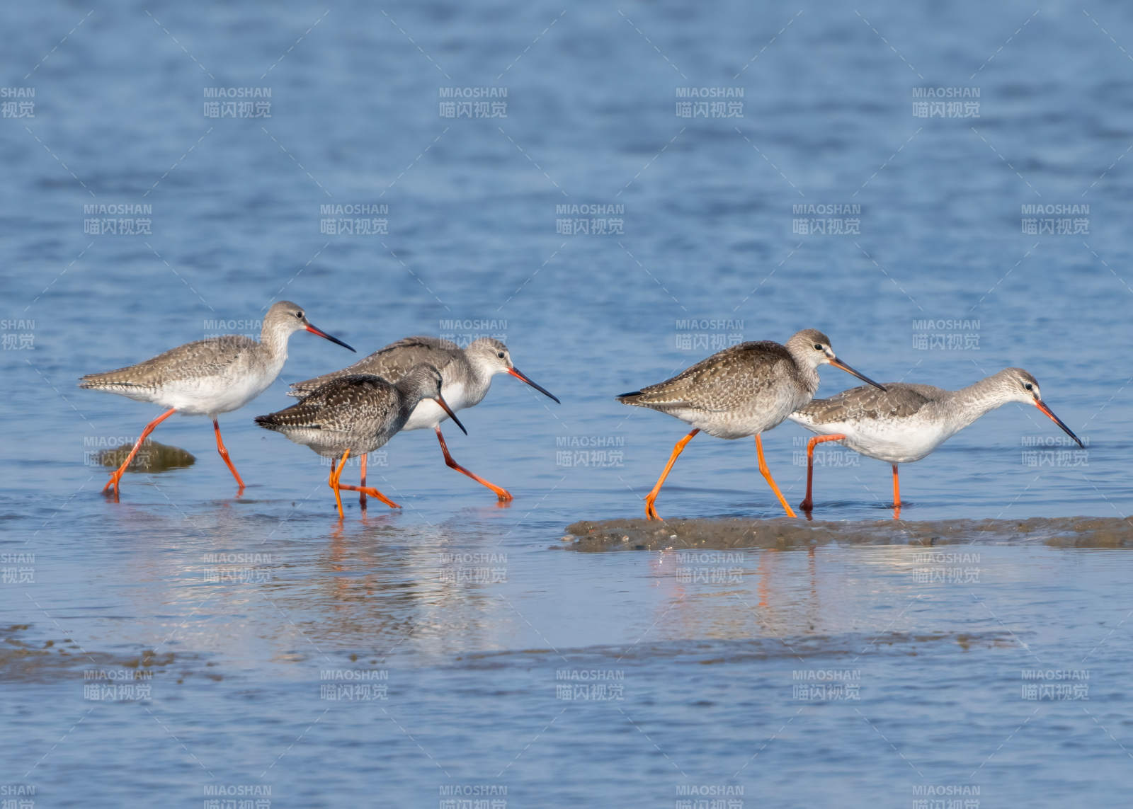 红脚鹬群行水边