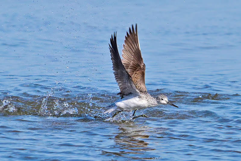 水鸟振翅掠过水面