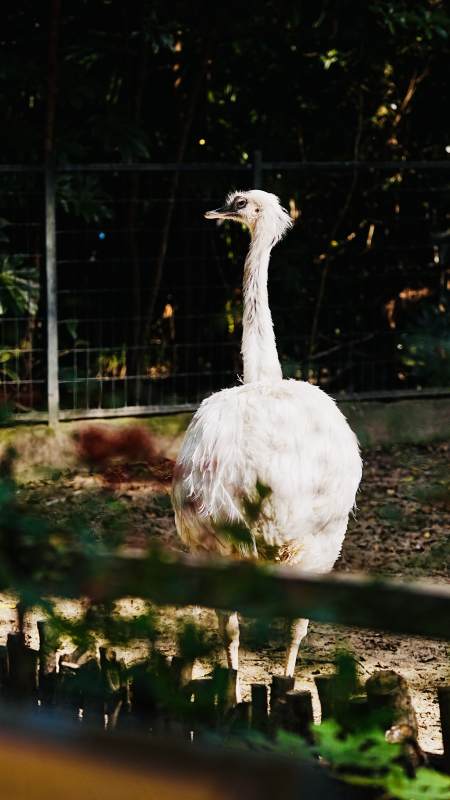 白鸵鸟静立林间