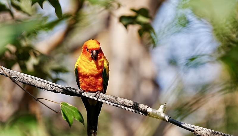 橙色鹦鹉栖枝头