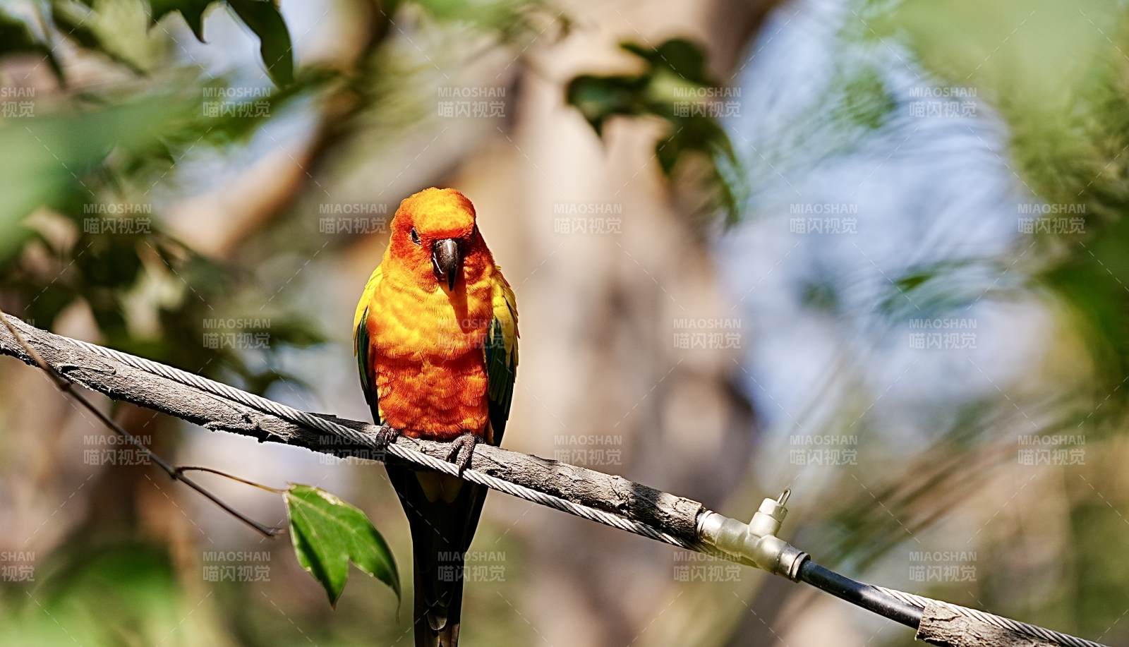 橙色鹦鹉栖枝头