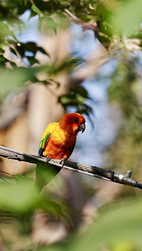 彩鹦栖枝 绿叶掩映