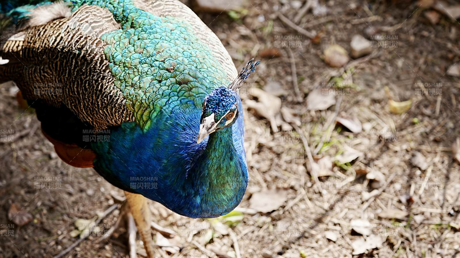 孔雀低头觅食