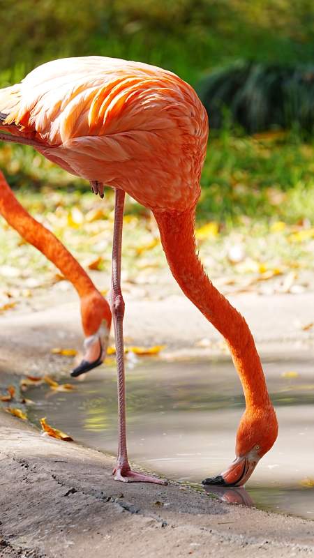 粉红火烈鸟饮水