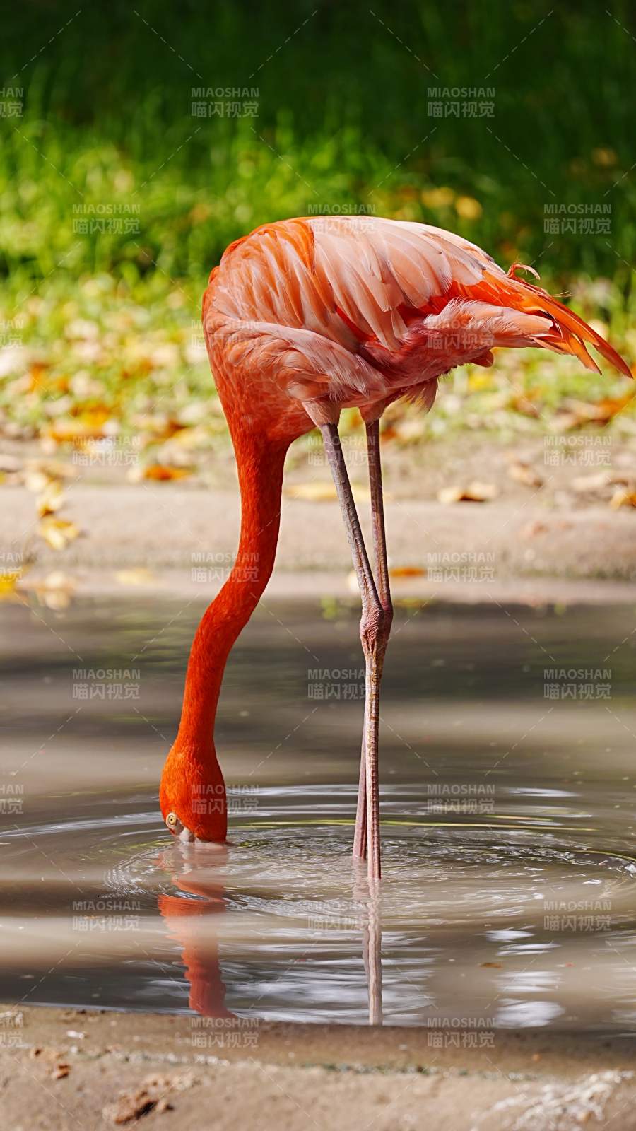 粉紅火烈鳥飲水