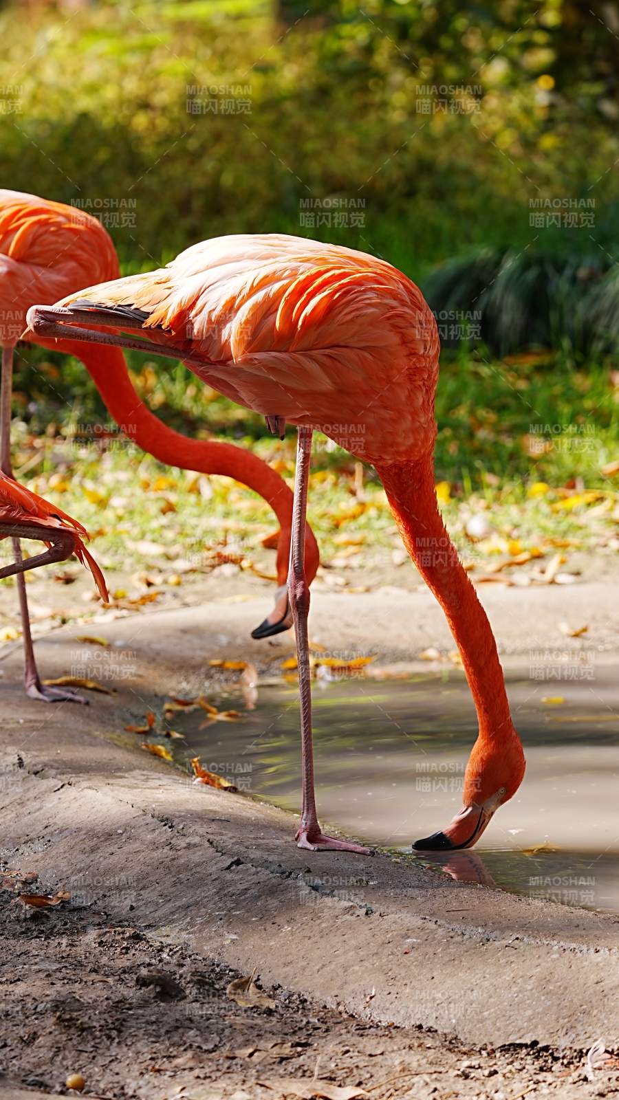 粉红火烈鸟饮水