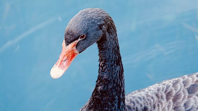 黑天鹅静水凝望