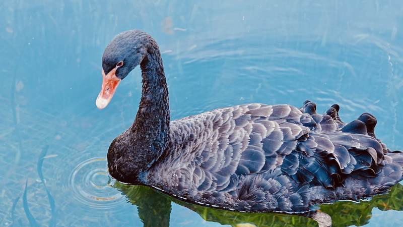 黑天鹅悠游碧水