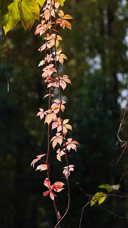秋叶垂枝