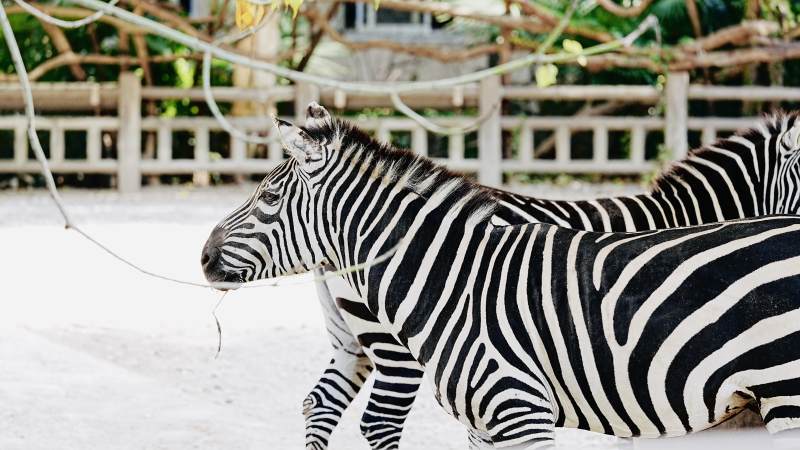 斑马在雪地行走