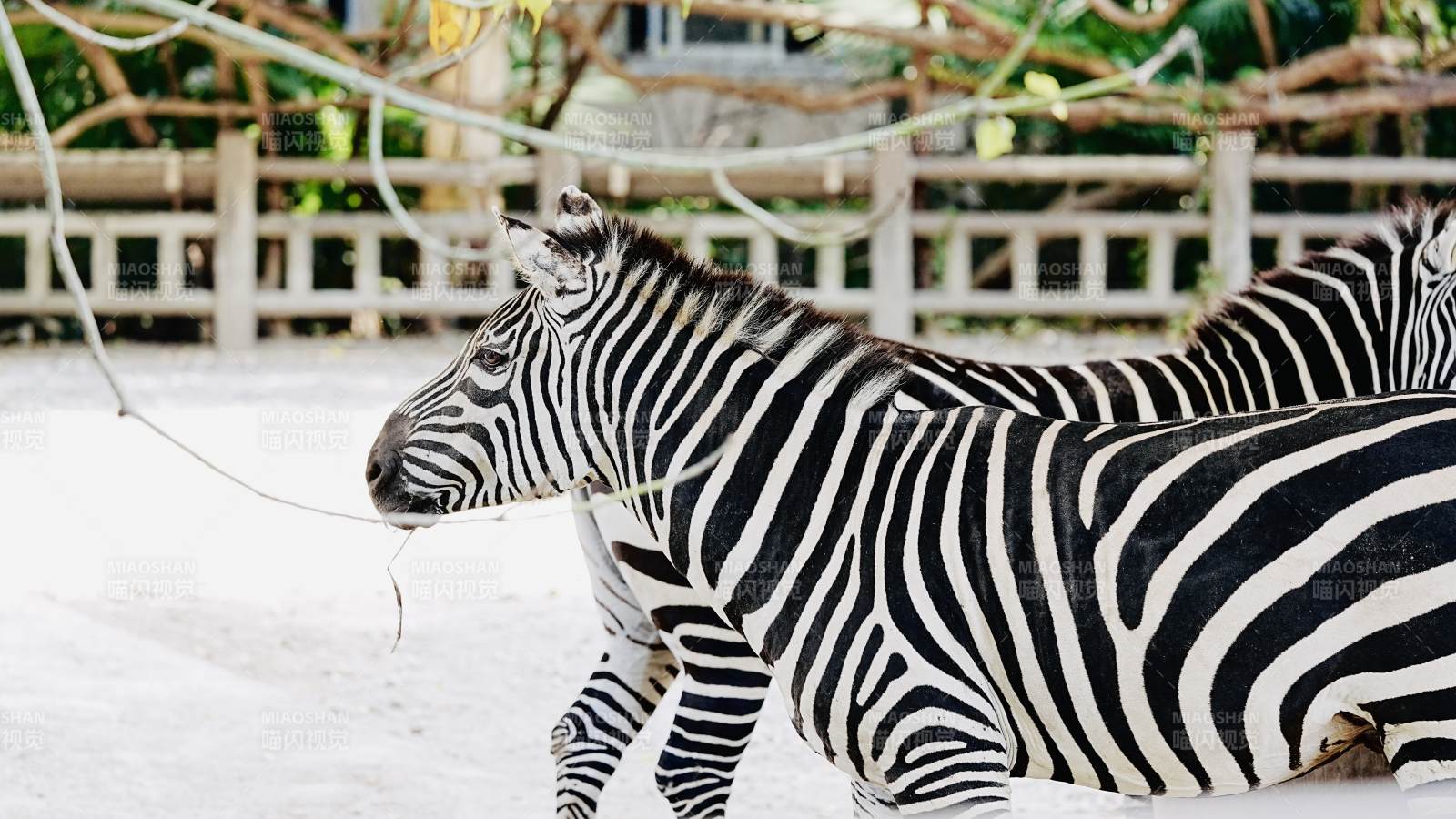 斑马在雪地行走