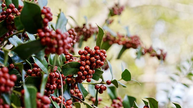 冬青红果枝头挂