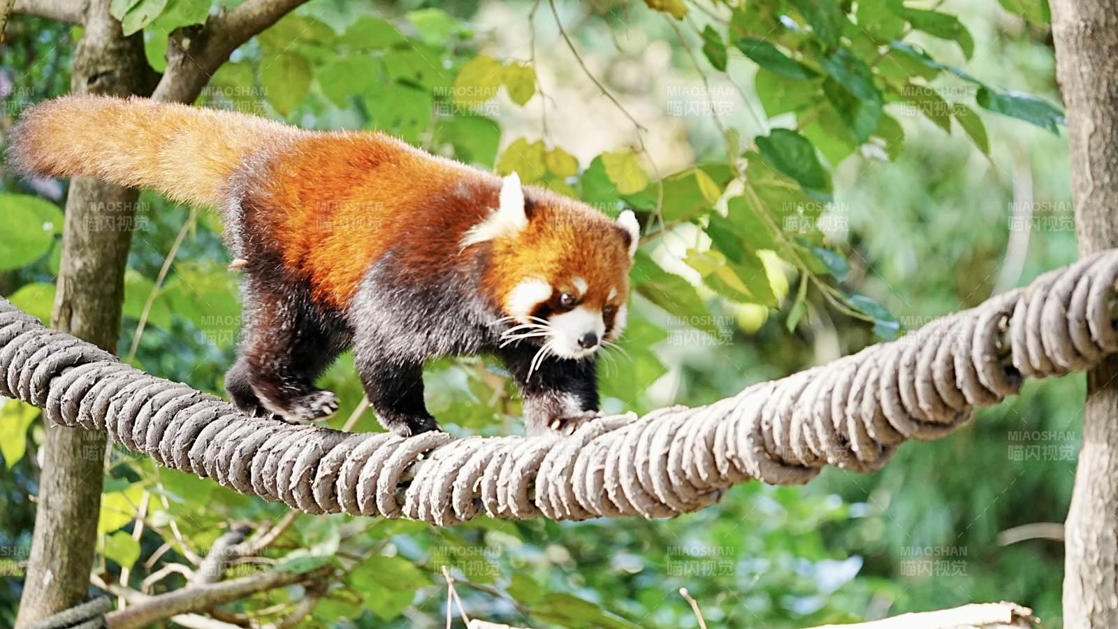 小熊猫攀爬绳索