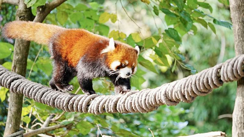 小熊猫攀爬绳索