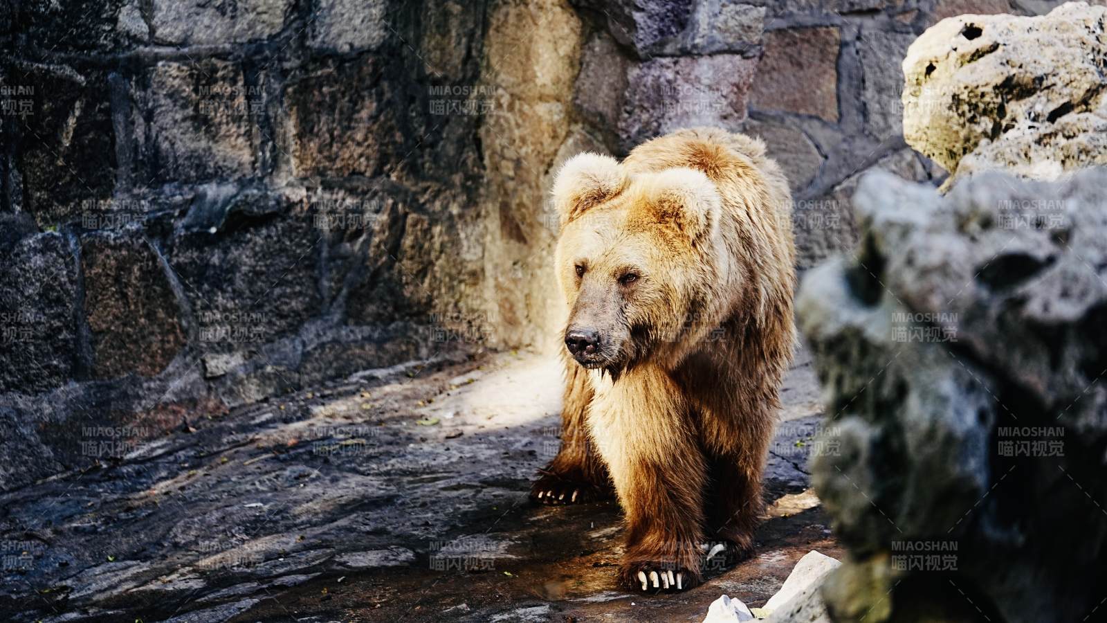 棕熊在石洞中行走