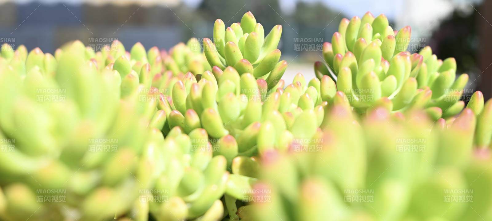 多肉植物特写