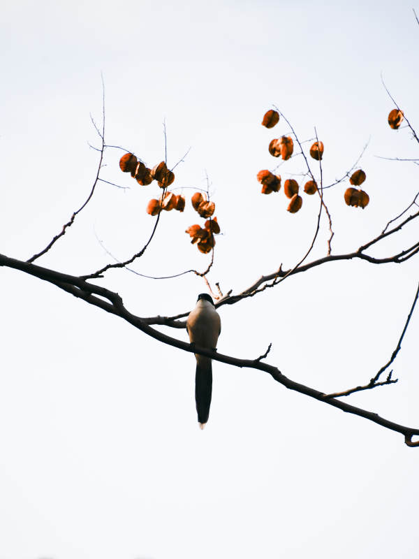 鳥棲枝頭果垂