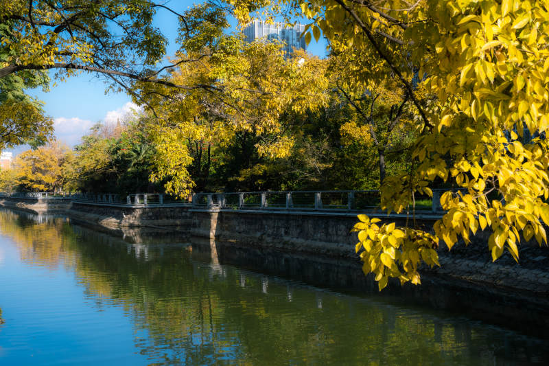 秋水映金叶昆明大观河一景