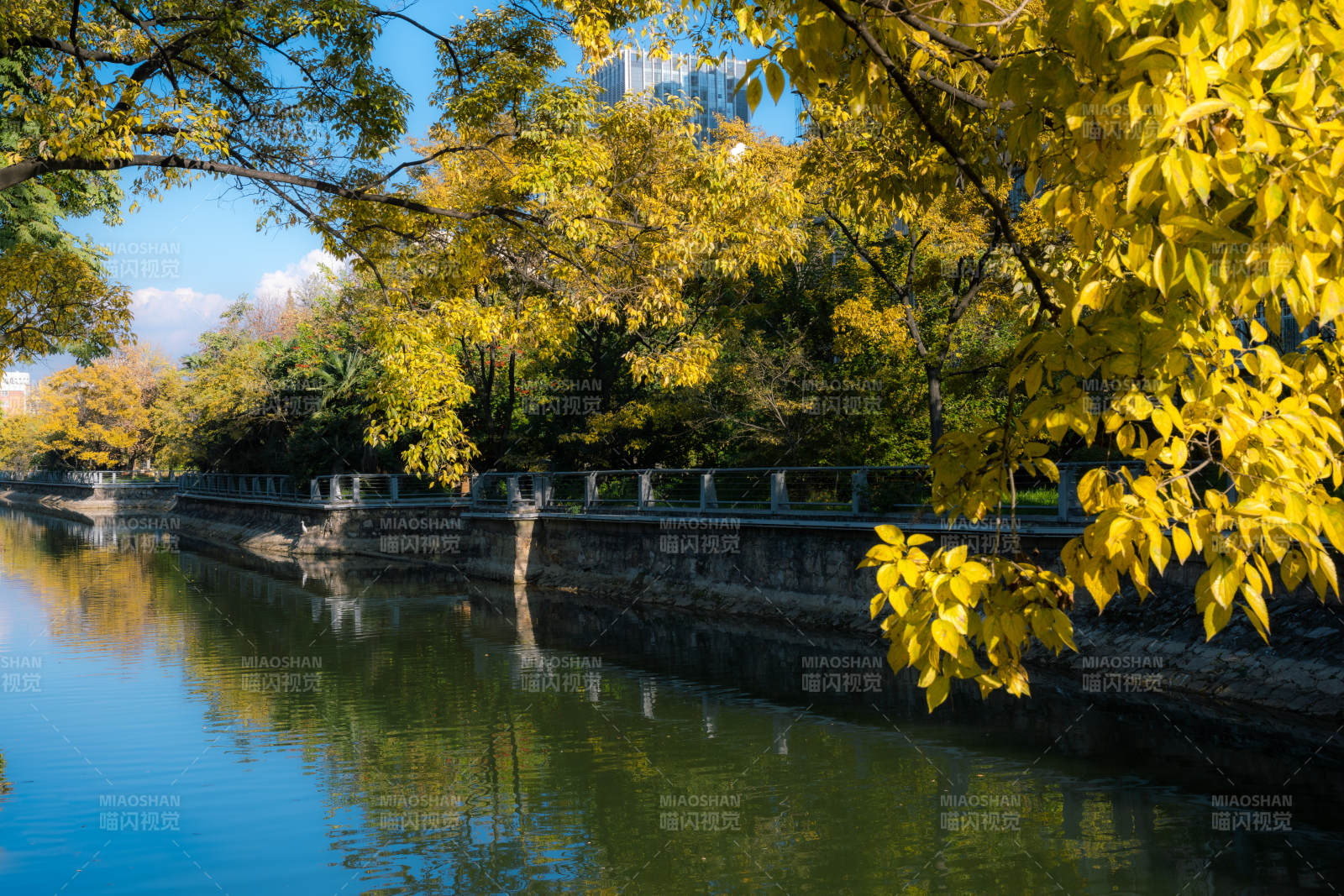 秋水映金叶昆明大观河一景
