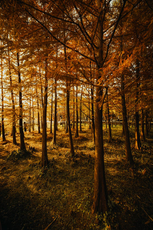 秋林金影虎丘湿地公园