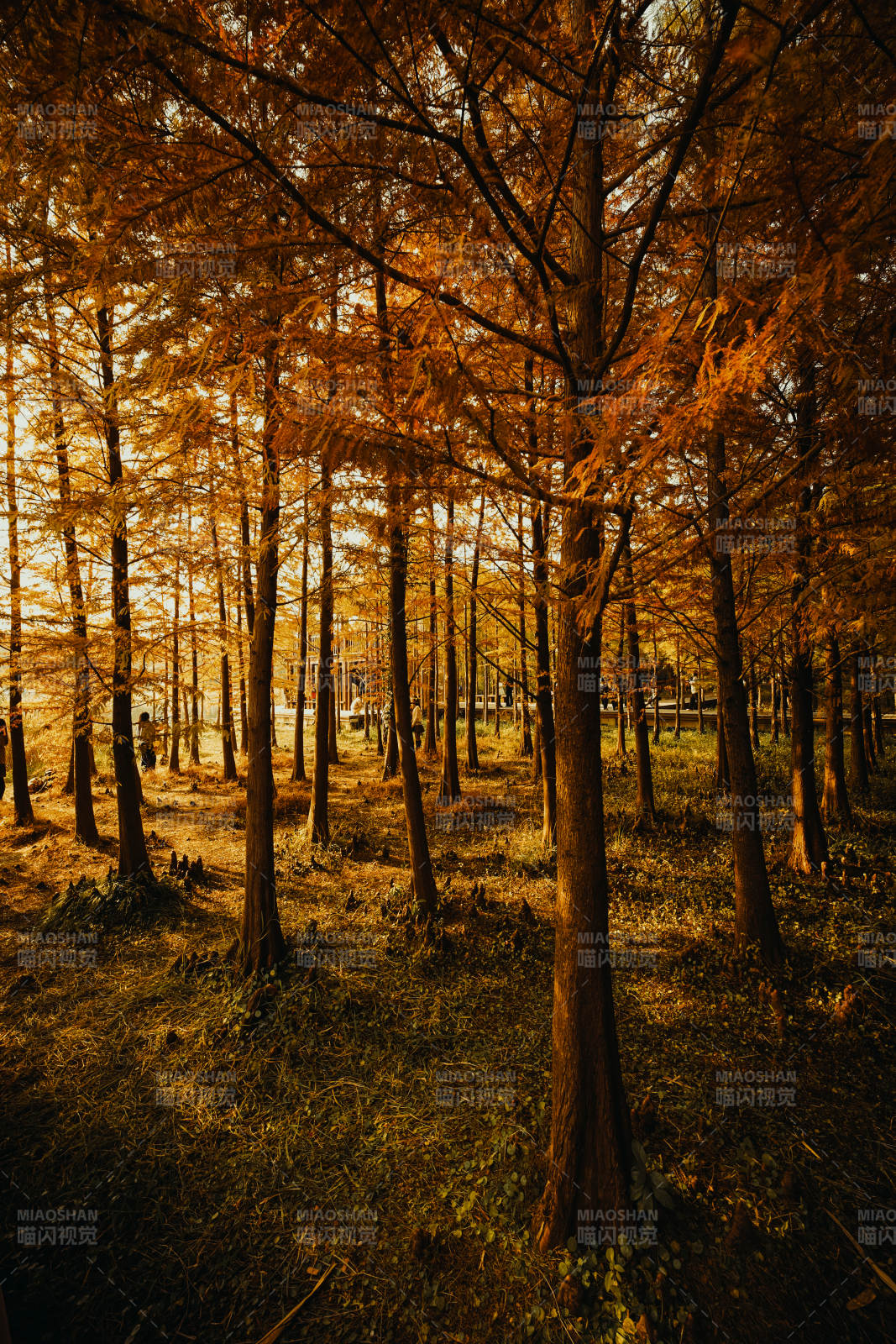 秋林金影虎丘湿地公园