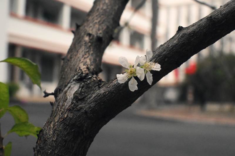 枝头绽放的白花