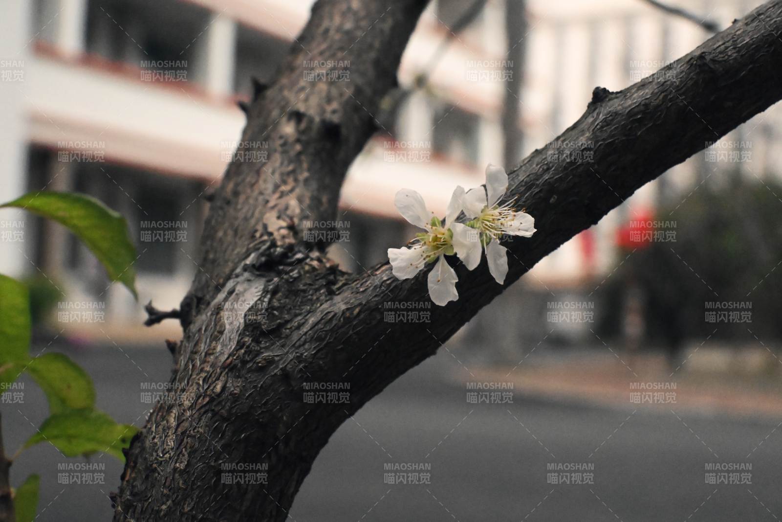 枝头绽放的白花
