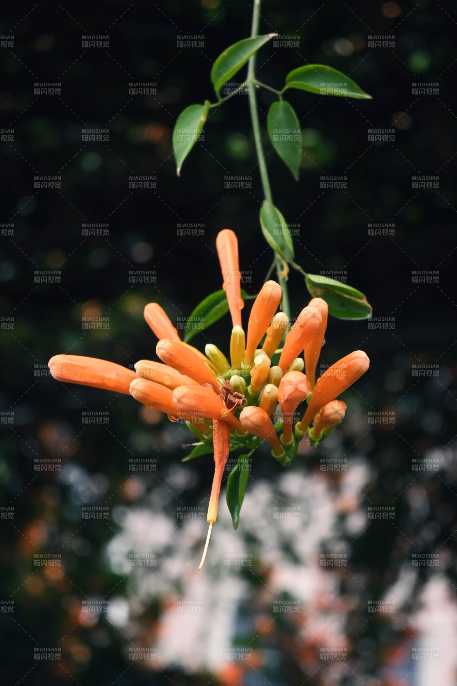 橙色花簇垂挂枝头