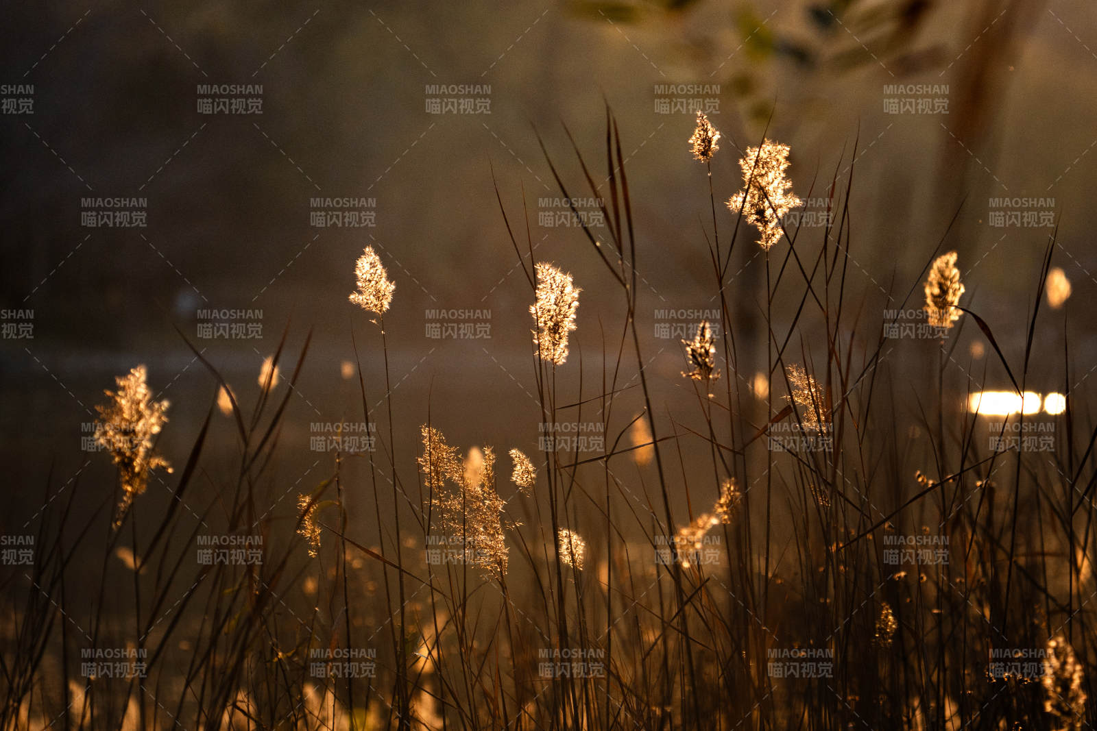 暮色芦苇光影