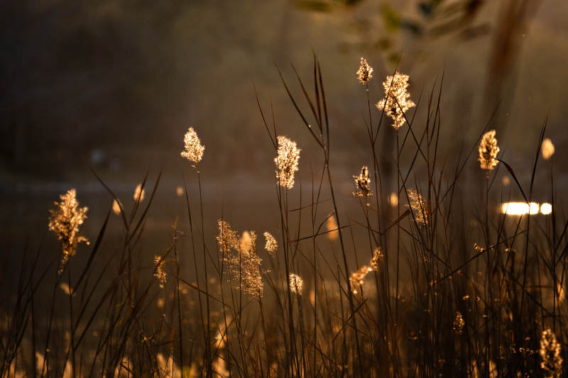 暮色芦苇光影