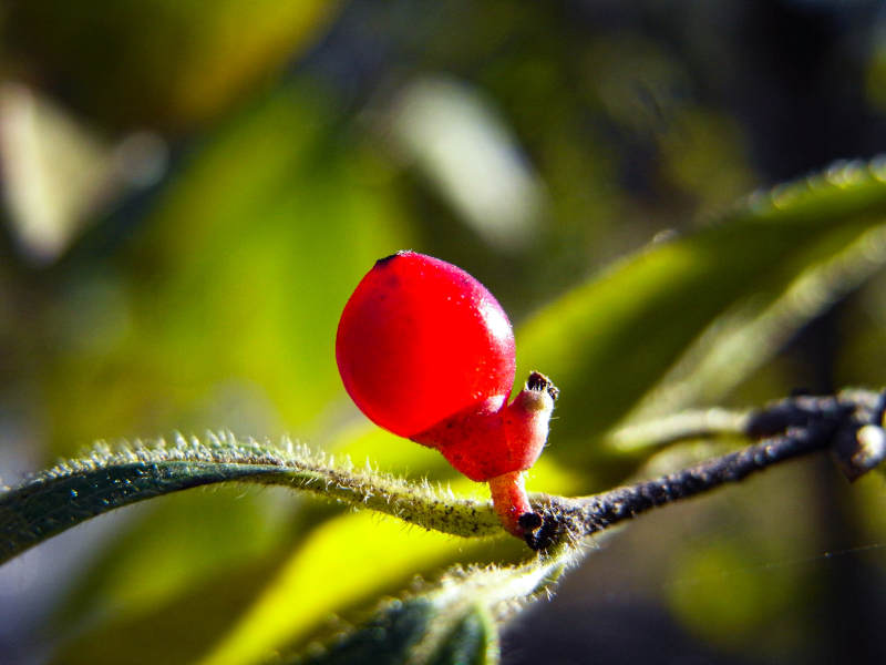 红果枝头映绿叶