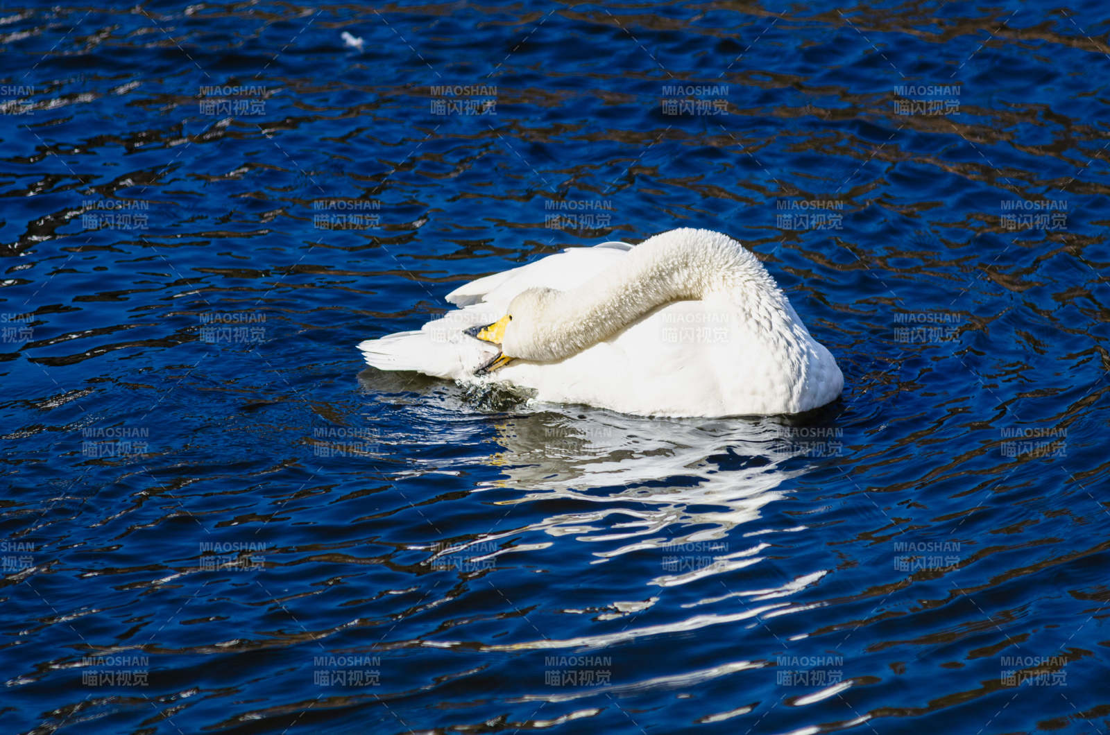 湖中白鹅静憩