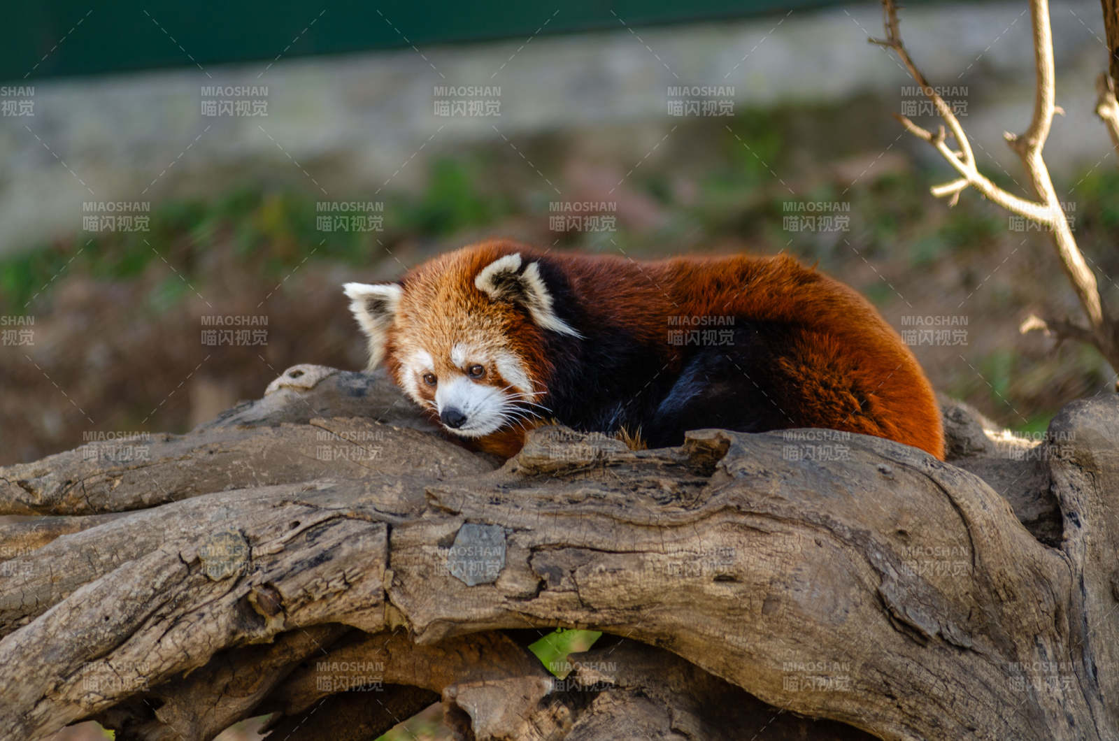 红熊猫静卧树干