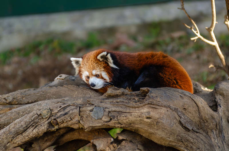 红熊猫静卧树干