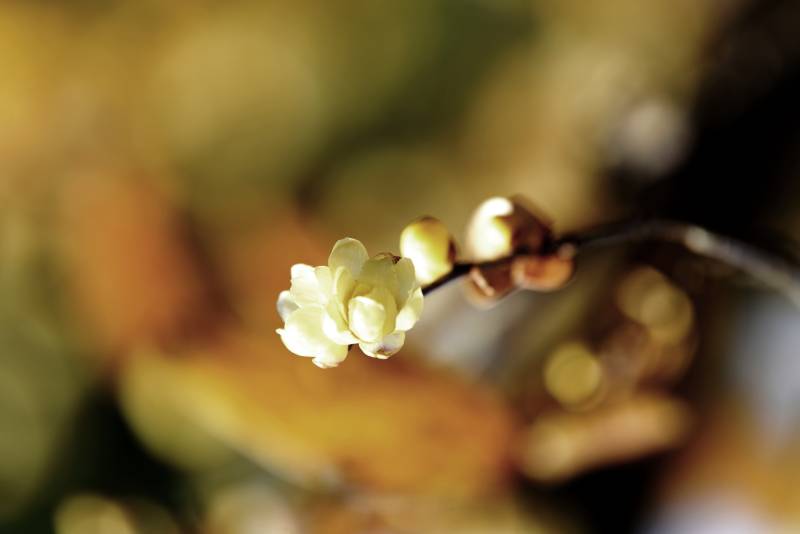 腊梅绽放枝头
