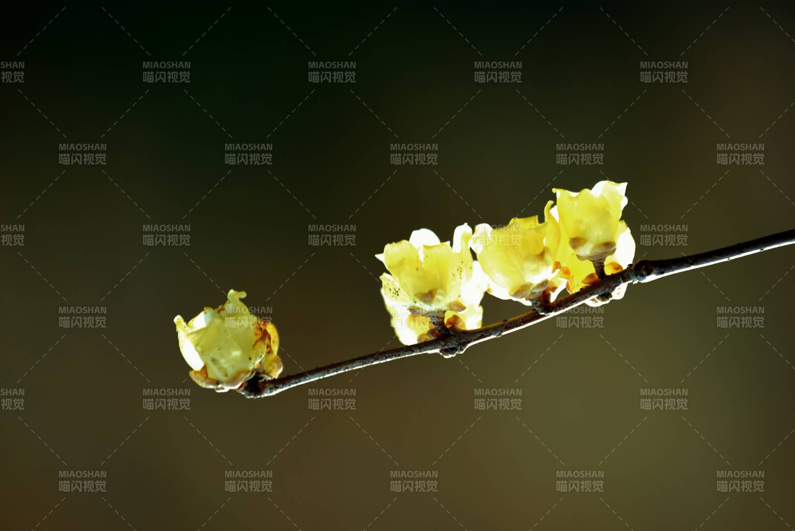 枝头绽放的蜡梅