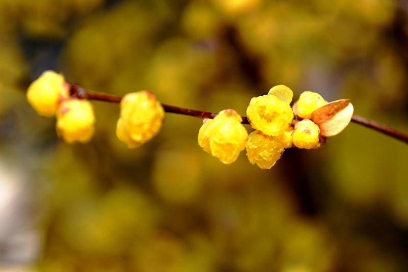 金黄花蕾枝头绽放