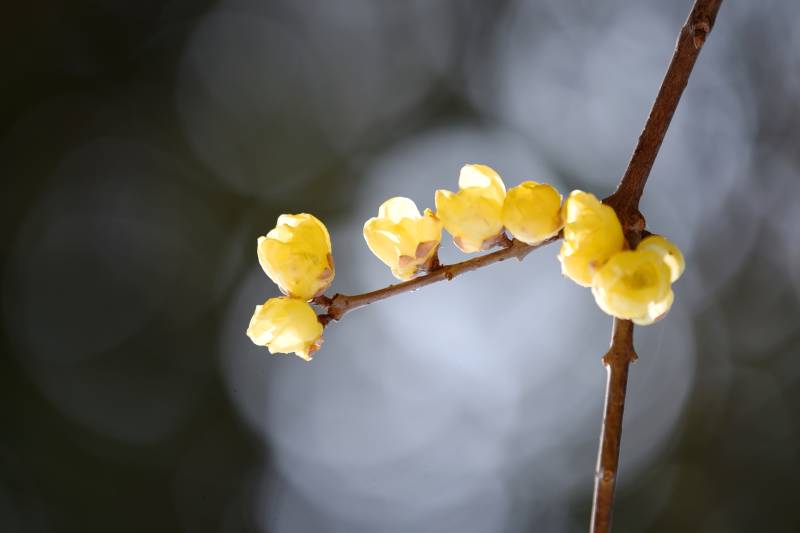 枝头绽放的黄花