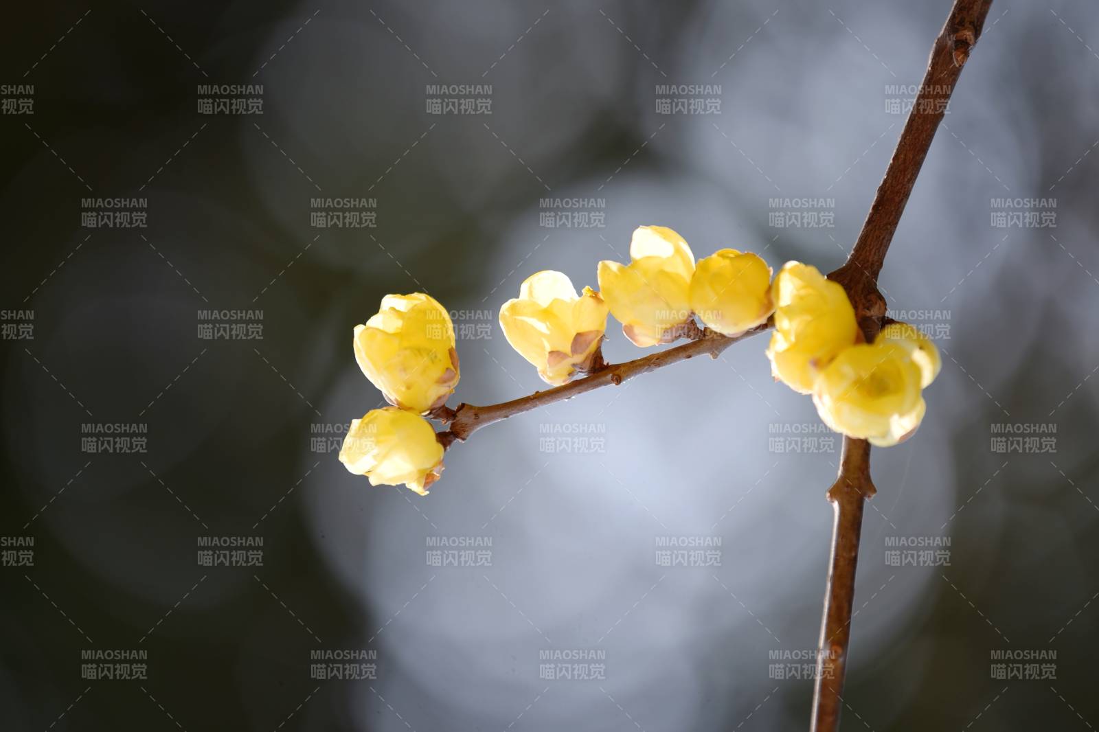枝头绽放的黄花