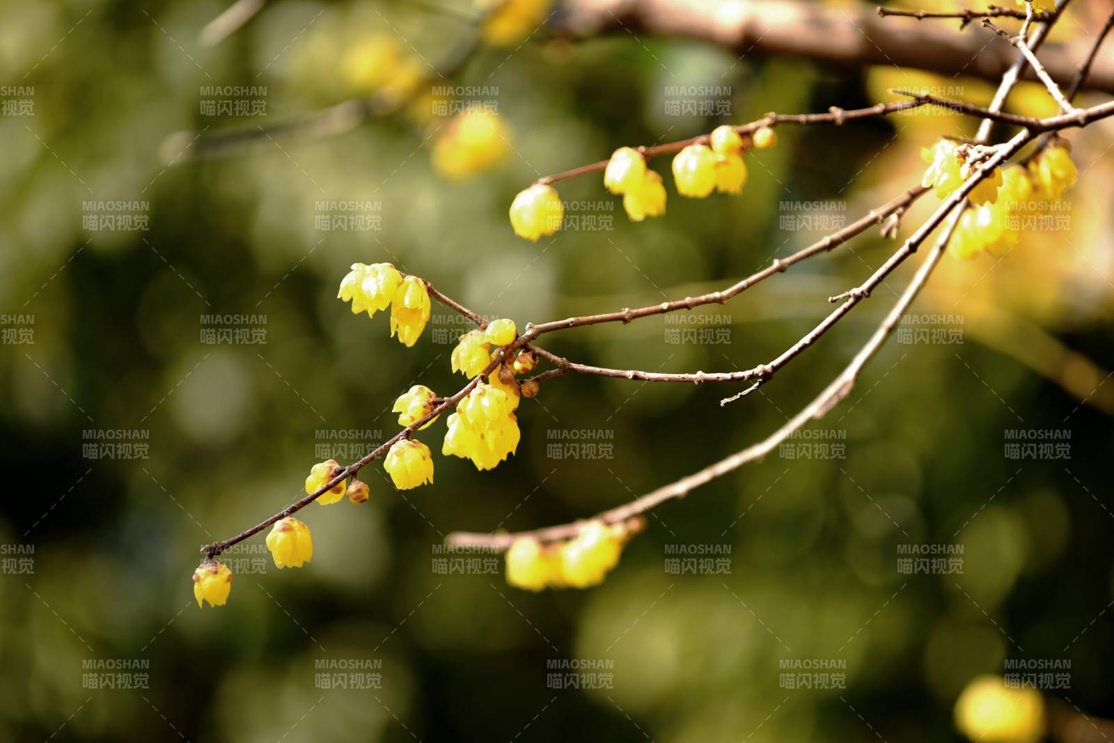 蜡梅绽放枝头