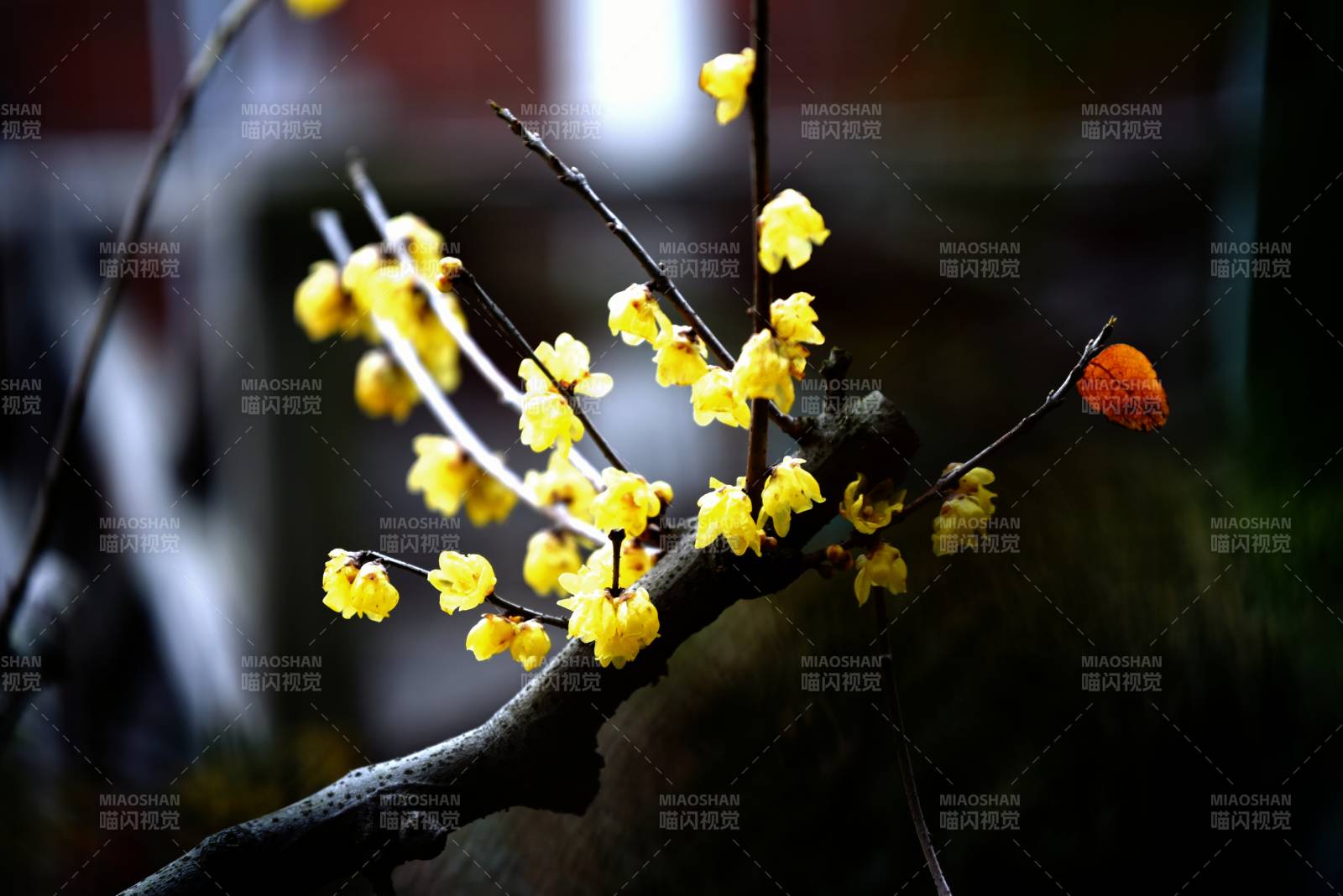 腊梅绽放枝头