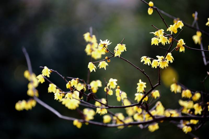 腊梅绽放枝头
