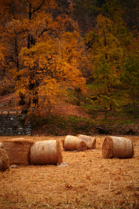 秋日稻草堆