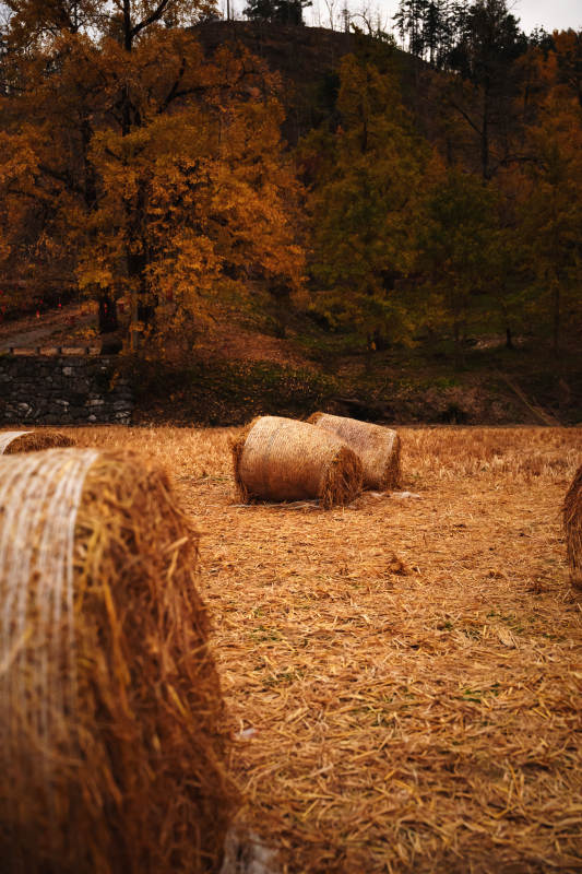 秋野草垛