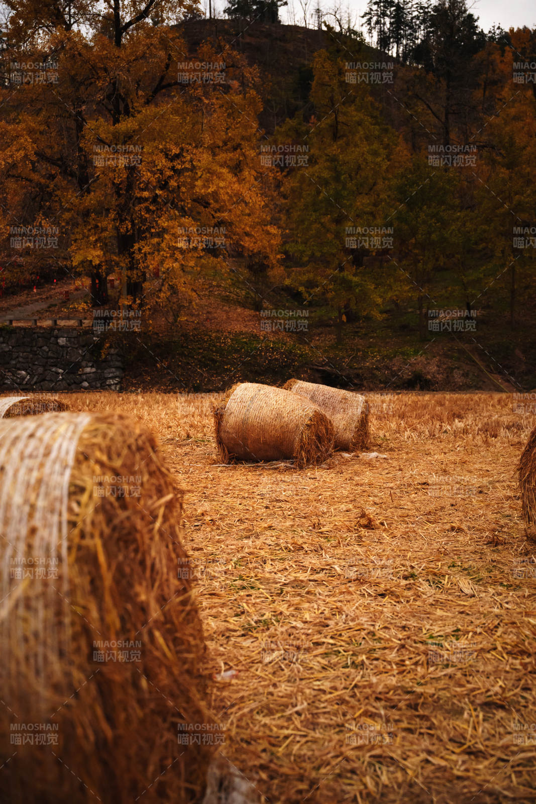 秋野草垛
