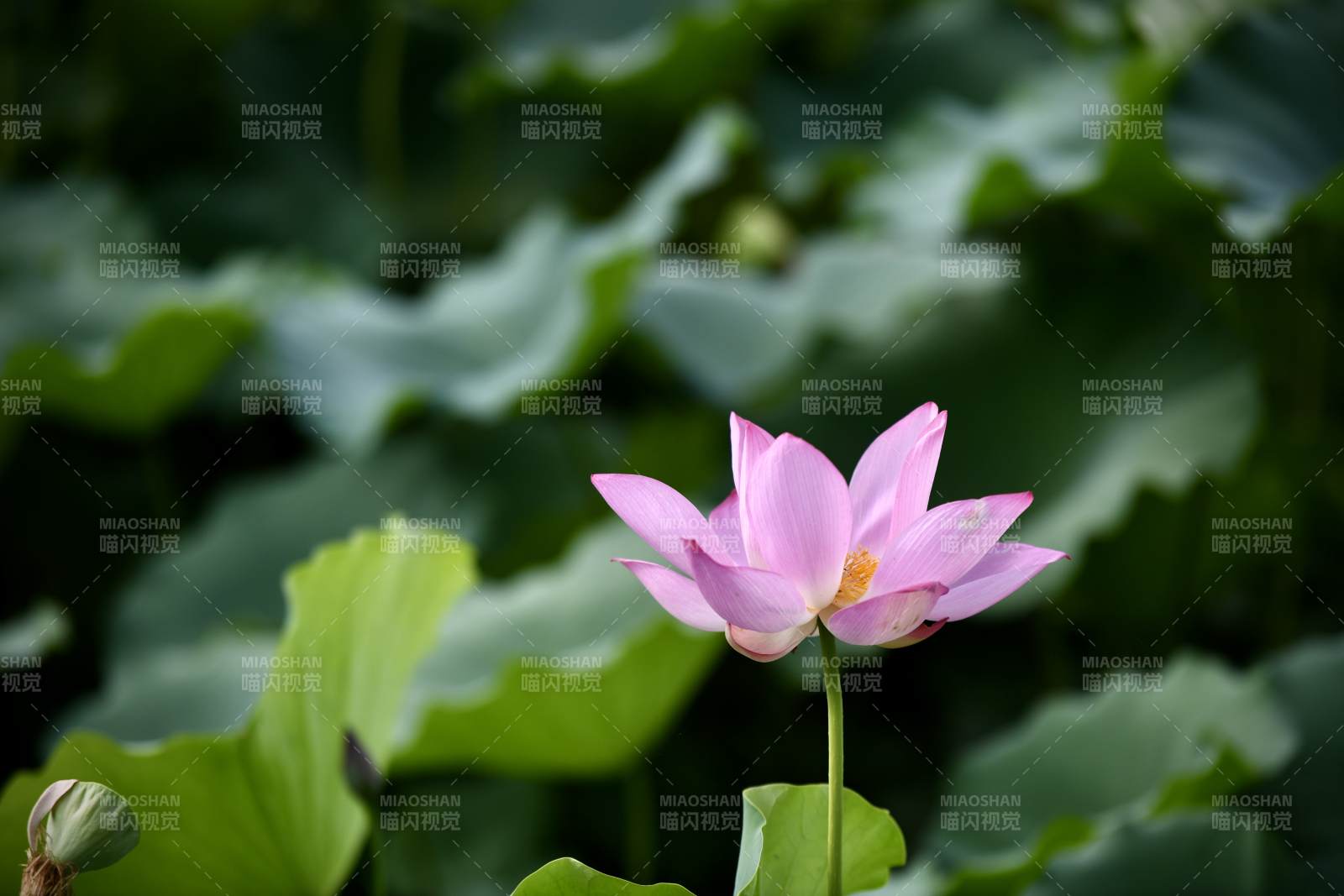 粉莲绽放绿叶间