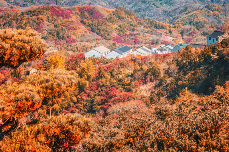 秋山彩林掩村舍  宁波