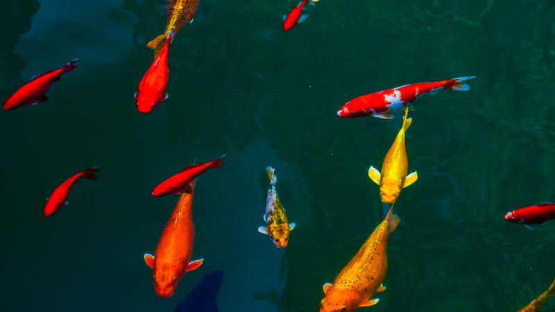 锦鲤游池